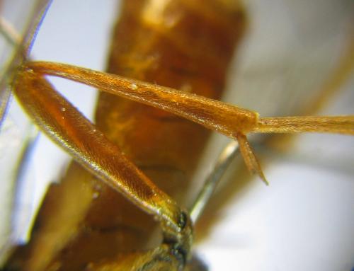 Réf. 309 498 : Tenthredopsis nassata