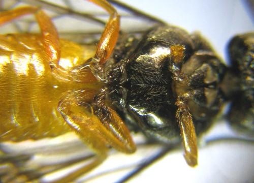 Aprosthema melanurum