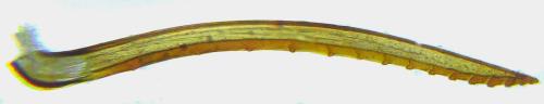 Réf. 309 058 : Calameuta pallipes