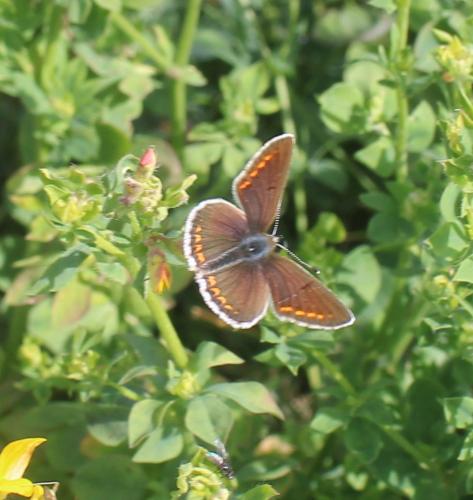 Réf. 309 278 : Aricia sp.