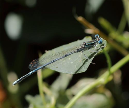 Platycnemis pennipes