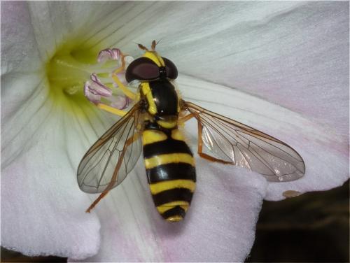 Philhelius laetum