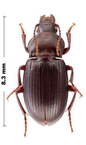 Réf. 309 218 : Amara pyrenaea