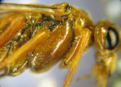 Réf. 309 499 : Tenthredopsis nassata