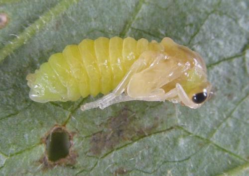 Aprosthema melanurum