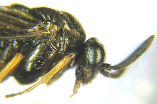 Aprosthema melanurum