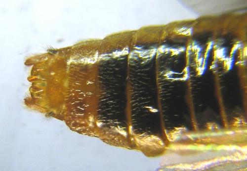 Réf. 309 926 : Aprosthema melanurum