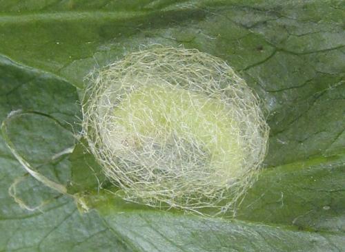 Aprosthema melanurum