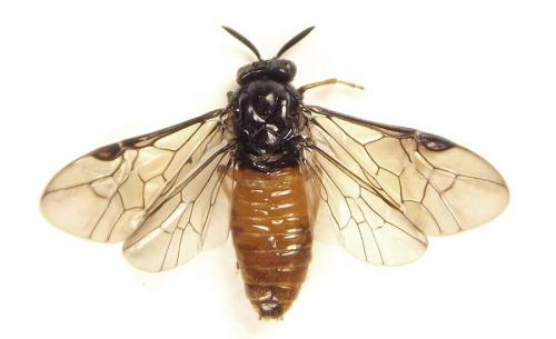 Aprosthema melanurum