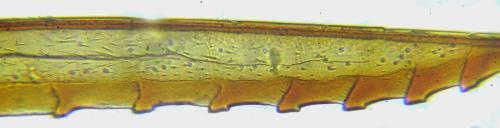 Calameuta pallipes