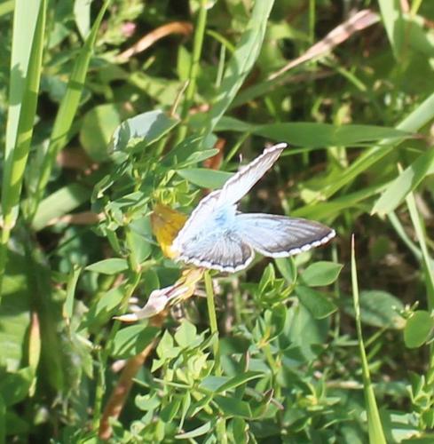 Polyommatus coridon