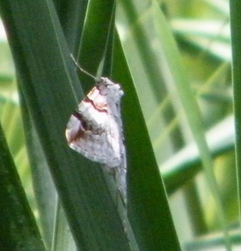 Aplocera praeformata