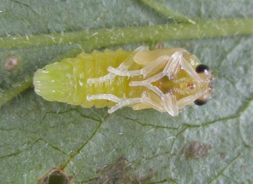 Réf. 309 900 : Aprosthema melanurum