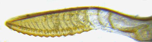 Aprosthema melanurum