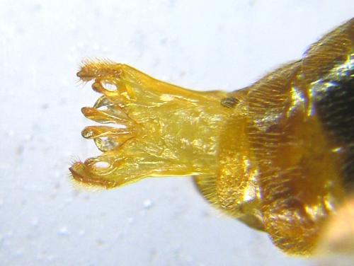 Aprosthema melanurum