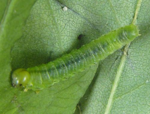 Aprosthema melanurum