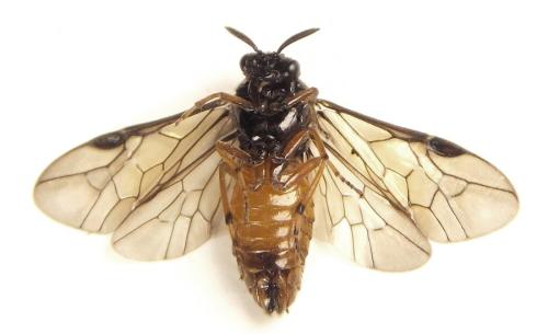 Aprosthema melanurum