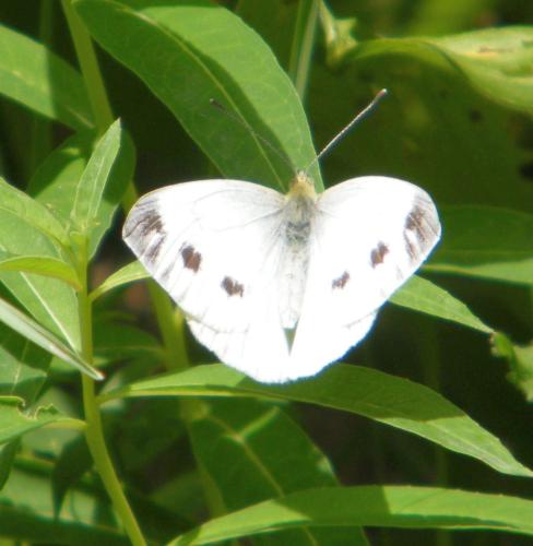 Réf. 309 627 : Pieris napi