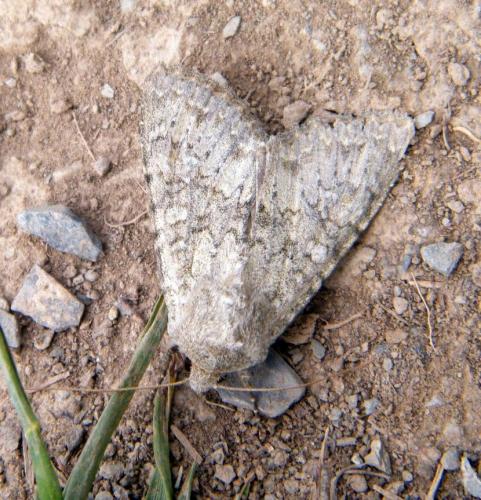Réf. 309 473 : Polia serratilinea