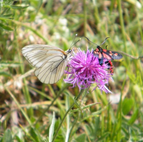 Aporia crataegi