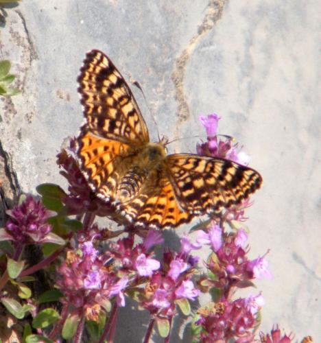 Melitaea didyma