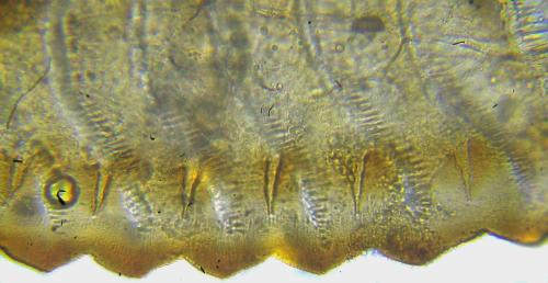 Aprosthema melanurum