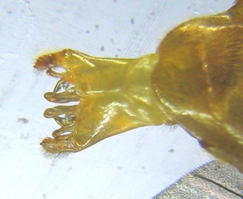Aprosthema melanurum