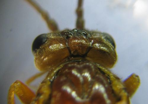 Réf. 309 501 : Tenthredopsis nassata