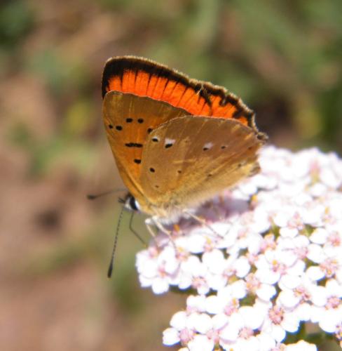 Lycaena virgaureae