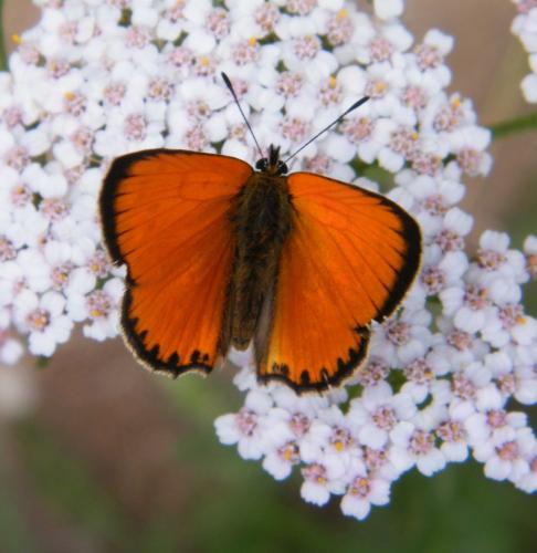 Lycaena virgaureae