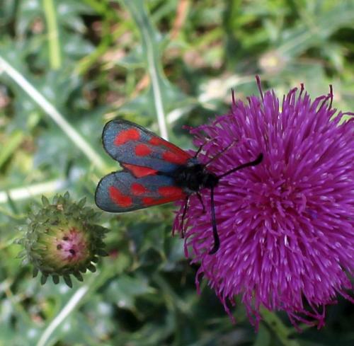Zygaena loti