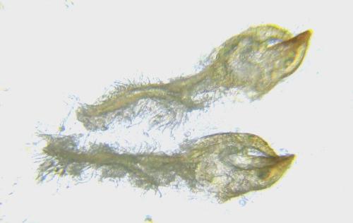 Aprosthema melanurum