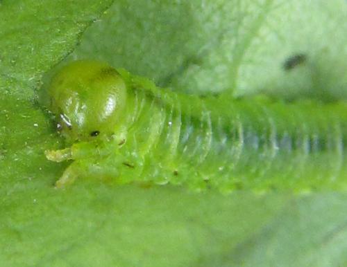 Aprosthema melanurum