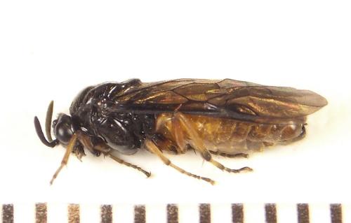Aprosthema melanurum