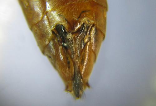 Réf. 309 503 : Tenthredopsis nassata