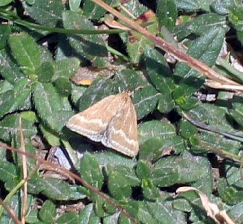Pyrausta aerealis