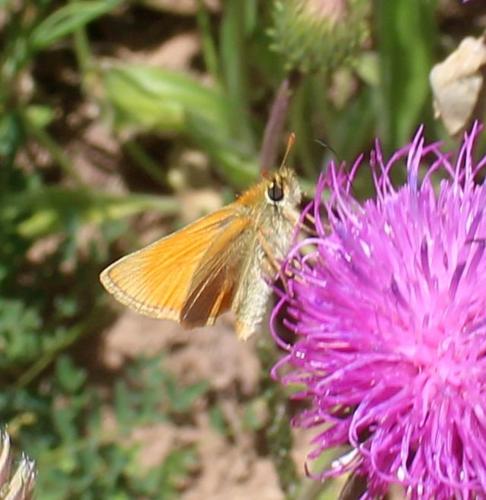 Réf. 309 030 : Thymelicus sylvestris