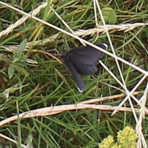 Odezia atrata