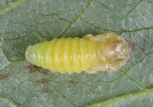 Aprosthema melanurum
