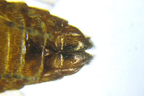 Réf. 309 966 : Aprosthema melanurum