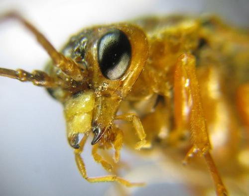 Réf. 309 504 : Tenthredopsis nassata