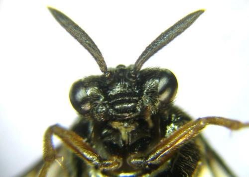 Aprosthema melanurum