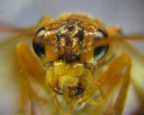 Réf. 309 505 : Tenthredopsis nassata