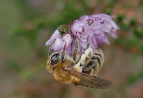 Réf. 309 634 : Andrena fuscipes