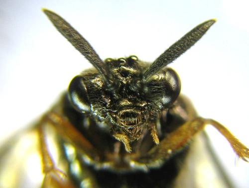 Aprosthema melanurum