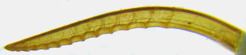 Tenthredopsis nassata