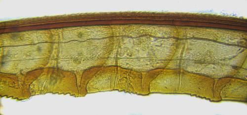 Tenthredopsis nassata