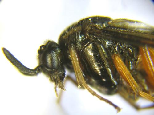 Aprosthema melanurum