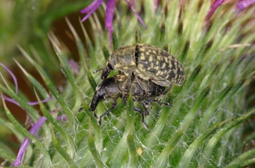 Réf. 309 078 : Larinus turbinatus