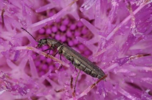 Réf. 309 075 : Dolichosoma lineare